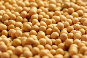 Soybeans Correct Back Lower Ahead of the Weekend