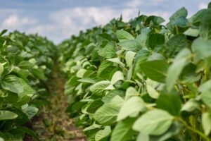 Soybeans Posting Losses at Midday
