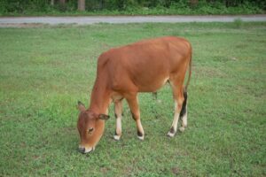 Cattle Closes with Limit Losses Nearly Across the Board