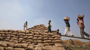 Chinese demand for rapeseed meal boosts India’s oilmeal exports 3% in H1 this fiscal